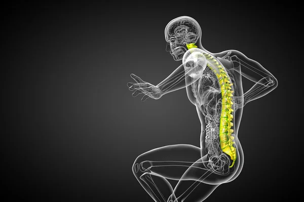 3D展示人类脊柱的医学图解 — 图库照片