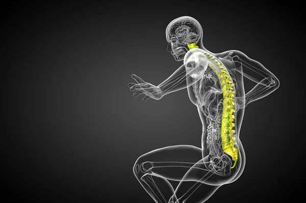 3D рендеринг медицинской иллюстрации позвоночника человека — стоковое фото