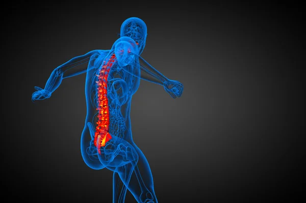 3d rendre illustration médicale de la colonne vertébrale humaine — Photo