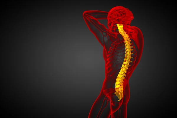 3d gøre medicinsk illustration af den menneskelige rygsøjle - Stock-foto