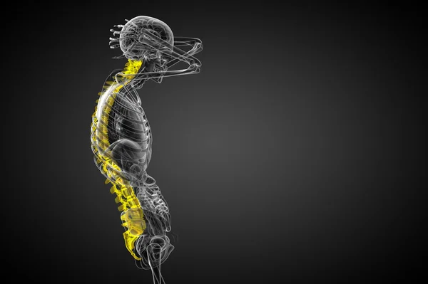 3d tornar ilustração médica da coluna vertebral humana — Fotografia de Stock