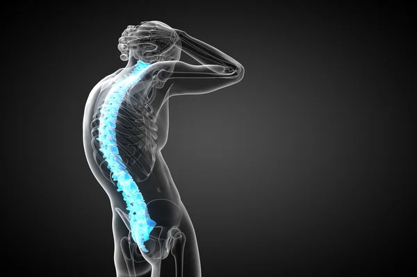 3d render medical illustration of the human spine — Stock Photo, Image