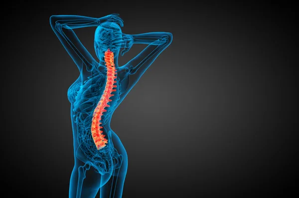 3d render medical illustration of the human spine — Stock Photo, Image