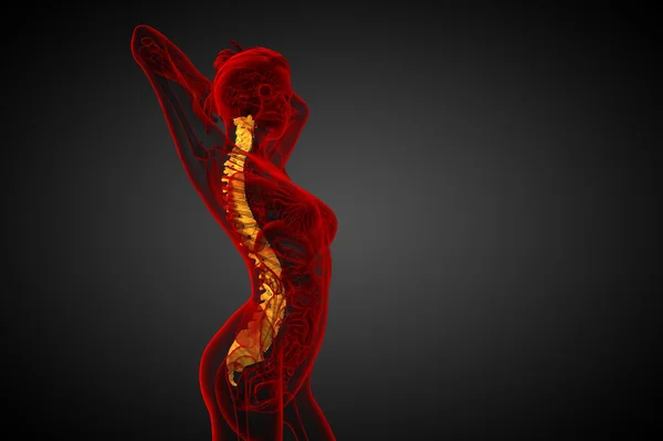 3d hacer ilustración médica de la columna vertebral humana — Foto de Stock