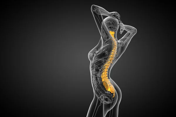 3d render medical illustration of the human spine — Stock Photo, Image