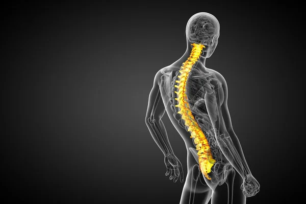 3d render ilustrasi medis tulang belakang manusia — Stok Foto