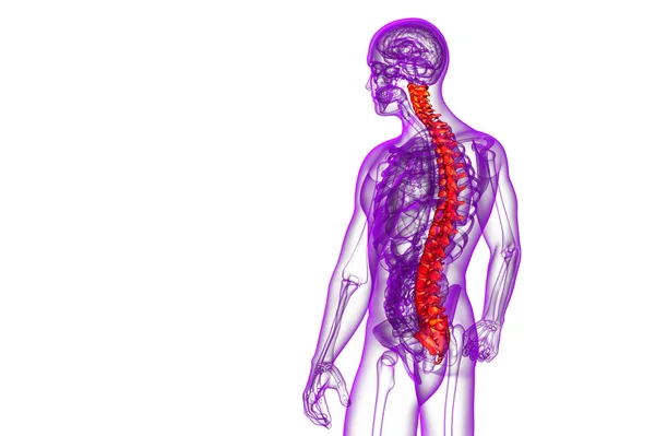 3d render medical illustration of the human spine — Stock Photo, Image