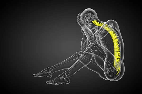 3D göra medicinsk illustration av den mänskliga ryggraden — Stockfoto