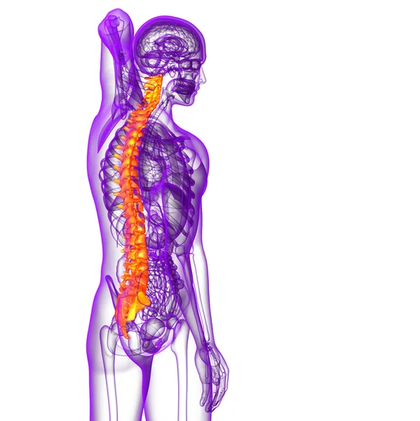 3d face ilustrație medicală a coloanei vertebrale umane — Fotografie, imagine de stoc