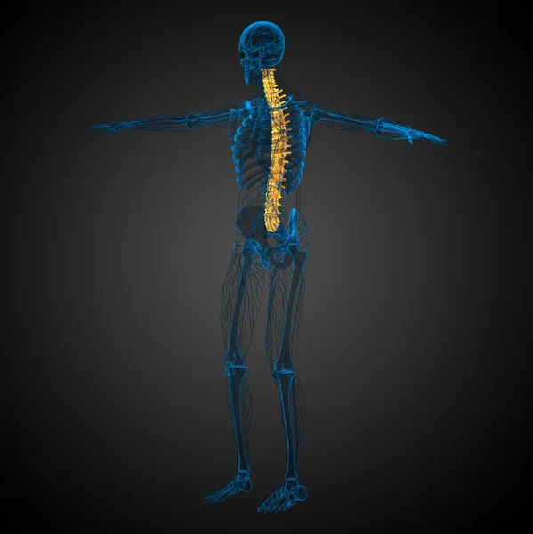 3d hacer ilustración médica de la columna vertebral humana —  Fotos de Stock