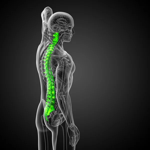 3D рендеринг медицинской иллюстрации позвоночника человека — стоковое фото