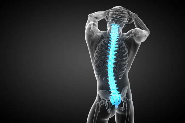 3d hacer ilustración médica de la columna vertebral humana —  Fotos de Stock