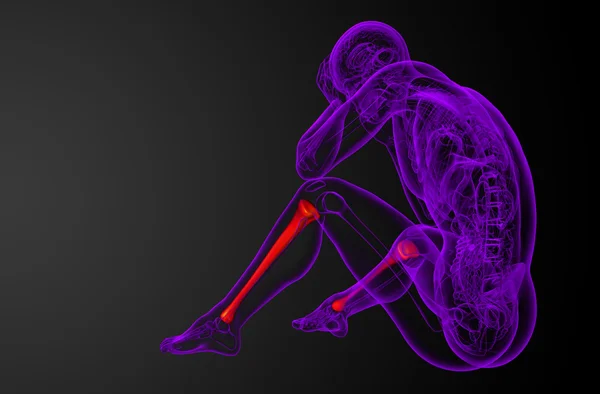 3d hacer ilustración médica del hueso de la tibia —  Fotos de Stock