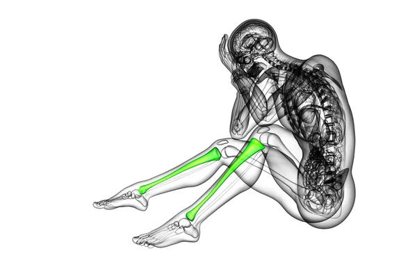 3D vykreslení lékařské ilustrace holenní kosti — Stock fotografie