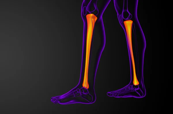 脛骨骨の 3 d レンダリングの医療イラスト — ストック写真