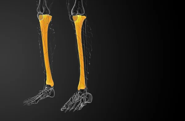 Illustration médicale du tibia en 3D — Photo