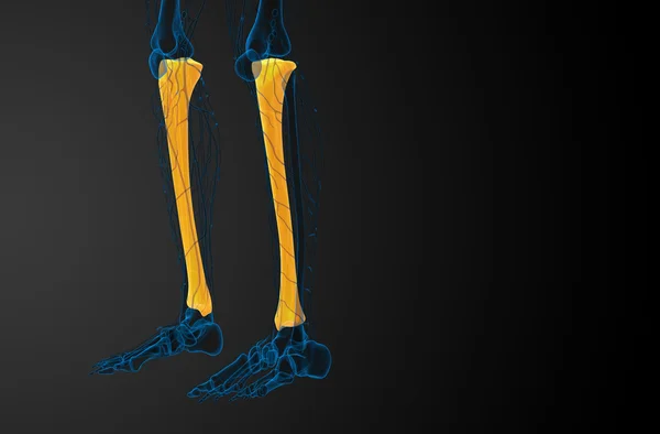 3d 렌더링 의료 일러스트 레이 션의 경골 뼈 — 스톡 사진