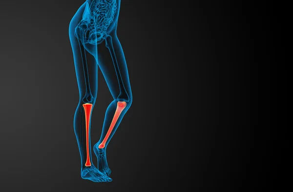 3D göra medicinsk illustration av tibia benet — Stockfoto