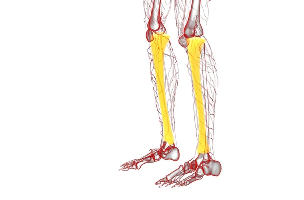 3-я медицинская иллюстрация берцовой кости — стоковое фото