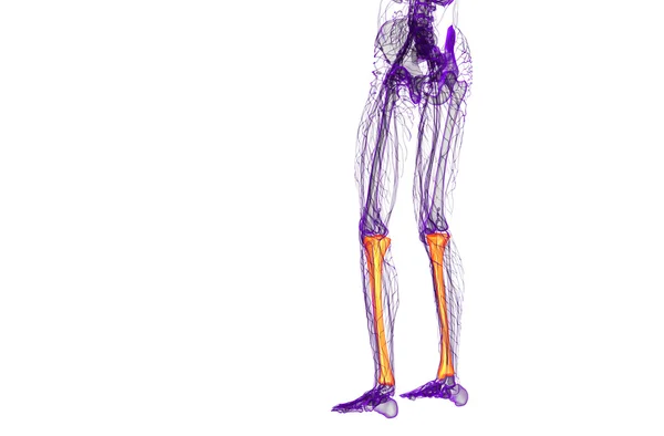 3d tornar ilustração médica do osso da tíbia — Fotografia de Stock