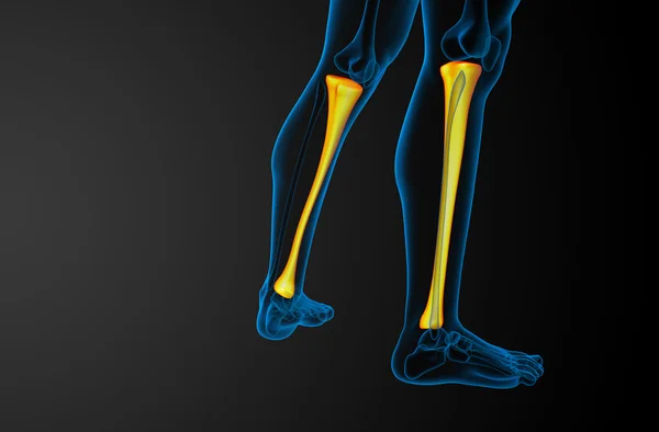 3D göra medicinsk illustration av tibia benet — Stockfoto