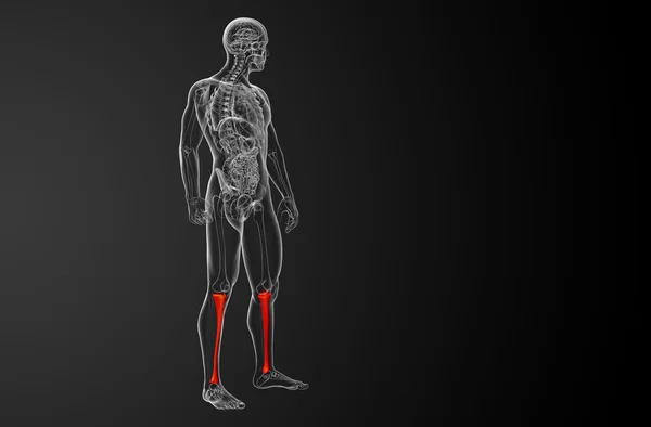 3d tornar ilustração médica do osso da tíbia — Fotografia de Stock