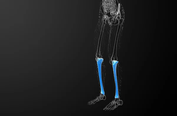 3D render orvosi illusztráció a sípcsont csont — Stock Fotó