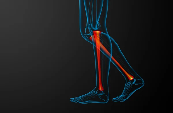 3D göra medicinsk illustration av tibia benet — Stockfoto