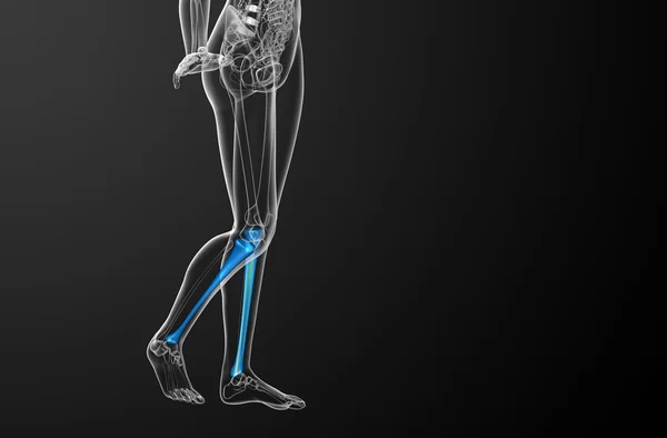 Illustration médicale du tibia en 3D — Photo