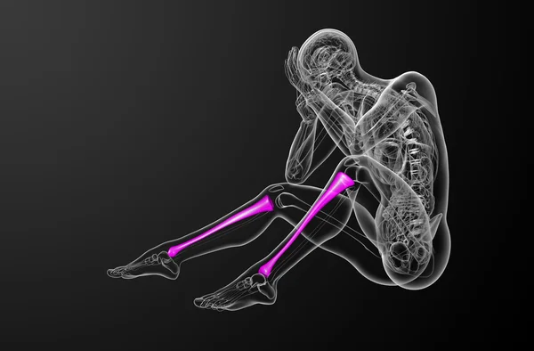 3d rendere illustrazione medica dell'osso della tibia — Foto Stock
