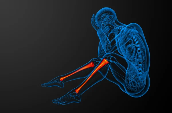 3D render orvosi illusztráció a sípcsont csont — Stock Fotó
