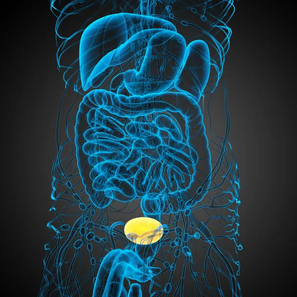 3d tornar ilustração médica da bexiga — Fotografia de Stock