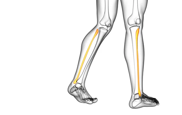腓骨の骨の 3 d レンダリングされたイラストレーション — ストック写真