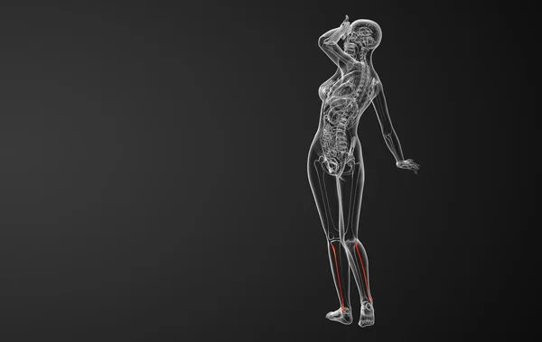 3D wytopione ilustracja kości strzałkowej — Zdjęcie stockowe