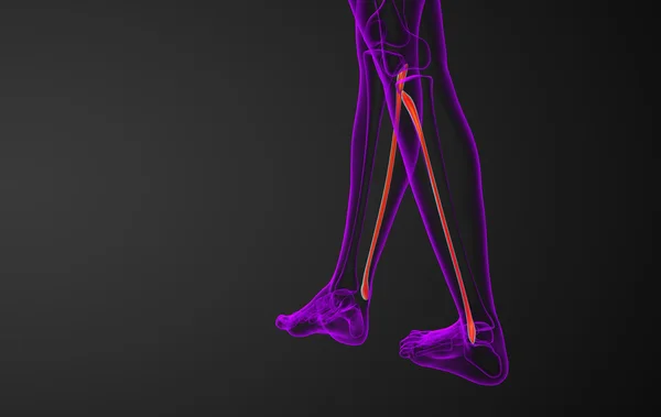 3d rendered illustration of the fibula bone — Stock Photo, Image