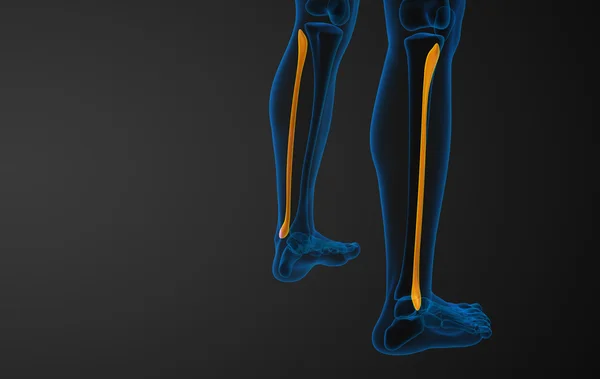 3d rendered illustration of the fibula bone — Stock Photo, Image