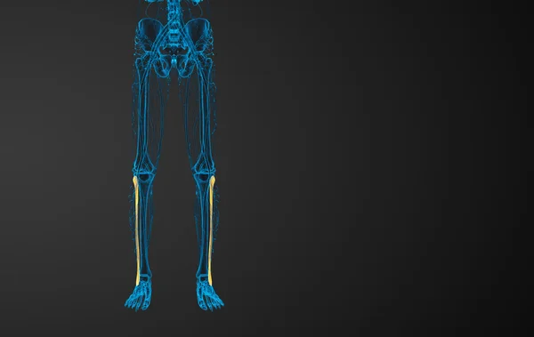 腓骨骨三维渲染的图 — 图库照片