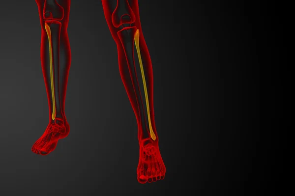 3D tavené ilustrace kosti lýtkové — Stock fotografie