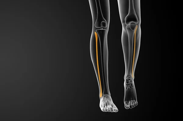 3d rendered illustration of the fibula bone — Stock Photo, Image