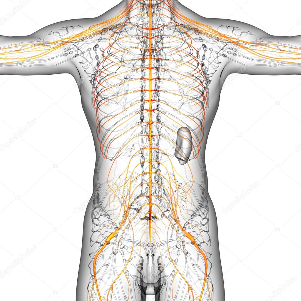 3d render medical illustration of the nerve system