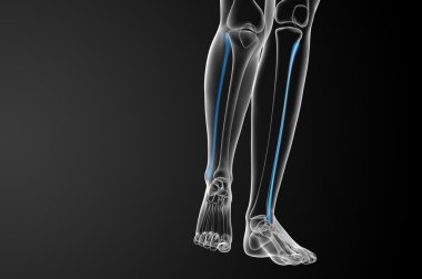 Kaval kemiğin işlenmiş illüstrasyon 