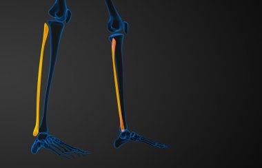 Kaval kemiğin işlenmiş illüstrasyon 