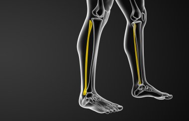 Kaval kemiğin işlenmiş illüstrasyon 