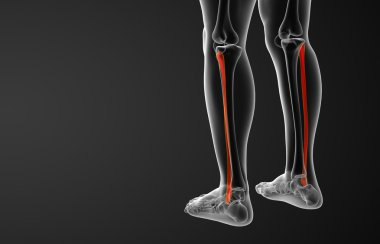 Kaval kemiğin işlenmiş illüstrasyon 