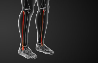 Kaval kemiğin işlenmiş illüstrasyon 