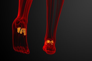 3D render Medikal illüstrasyon midfoot kemik