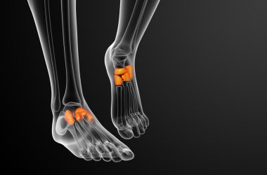 3D render Medikal illüstrasyon midfoot kemik