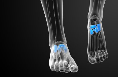 3D render Medikal illüstrasyon midfoot kemik