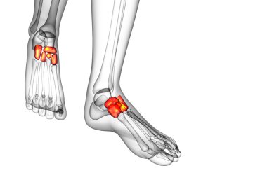 3D render Medikal illüstrasyon midfoot kemik