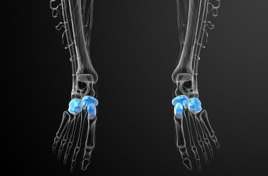 3D render Medikal illüstrasyon midfoot kemik